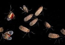 Warning: Can Scientists Stop the Plague of the Spotted Lanternfly?
