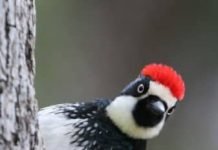 A Woodpecker Fight Club