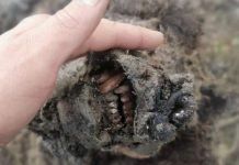 Well-Preserved Ice-Age Cave Bear Discovered in Russia