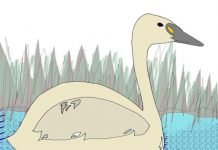 Migratory birds dropping dead in large numbers