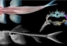 Walking Fish: It Is All About the Hip Bone