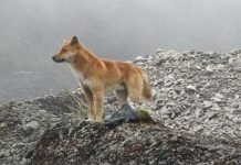 Thought to Be Extinct: Singing Dogs Found Alive in New Guinea
