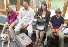 How pet insurance can save your dog or cat