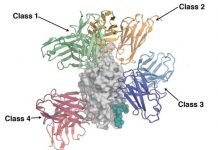 How Neutralizing Antibodies Interact With SARS-CoV-2