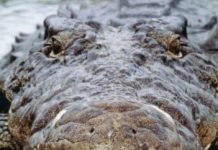 Crocodile Tears/Human Tears: Microscopically Similar
