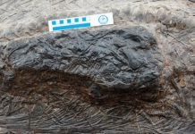 Fossil Equivalent of Nesting Dolls