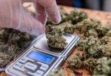 Can Cannabis Help Those Struggling with the COVID pandemic?