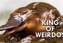 Put Platypuses on the Threatened Species List