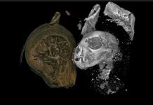 CT Scans Offer Pictures Into Ancient Egyptian Animal Mummies