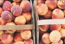 Recalls on Peaches: Possible Salmonella Risk