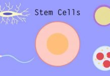 How to Tell Legit Stem Cell Therapies From Scams