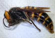 ‘Murder’ Hornet’: A Threat to Honey Bees