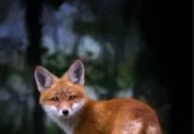 German Shoe Stealing Fox Prefers Crocs