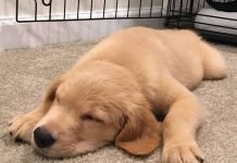 Goldendoodle Puppy Shopping List: items you need to raise your doodle