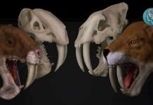 Marsupial Sabertooth Was a Scavenger, Not Killer