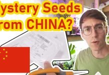 Mystery Seeds May NOT Be From China