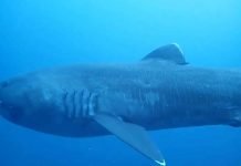Megamouth Shark Arrives at Smithsonian