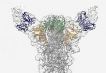 COVID-19 Lab-Made Antibodies Could Serve As Protection Until A Vaccine