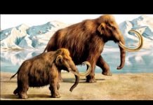 Found: 10,000-Year-Old Woolly Mammoth Soft Tissue