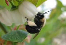 Wild Bees Are Worth $1.5 Billion for 6 U.S. Crops