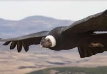 Andean Condors Can Soar Without Flapping Their Wings