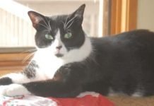 Beware! Pet Sales Ripoff During COVID-19 Pandemic