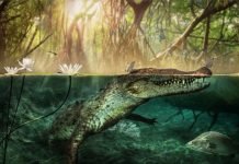 Ancient Crocodiles May Have Swam From Africa to America