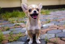 6 Tiny Dog Breeds That Will Win Your Heart