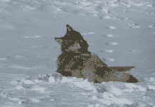 People of Colorado Voted to Reintroduce Gray Wolf to Southern Rocky Mountains