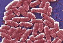 E.Coli Found In Tanimura & Antle Packaged Single-Headed Romaine Lettuce