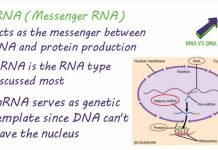 Messenger RNA Vaccine for COVID-19 Will Be the First