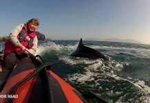 Meet Fungie, The Dolphin of Dingle