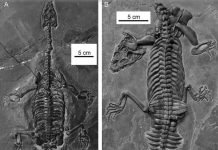 A Mini Loch Ness Monster? New Prehistoric Species of Marine Reptile Discovered