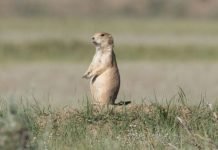 Prairie Dogs Are Ecosystem Engineers