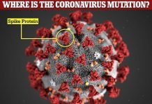 New Covid strain has ‘striking’ amount of mutations