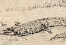 Crocodiles Have Down-Sized Over the Last Few Million Years