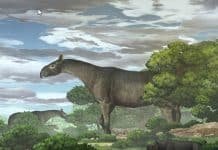 Oh My! Rhinos Taller Than Giraffes