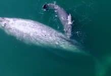 Grey Whale’s 16,700-Mile Journey: Breaks All Migration Records
