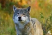 After Eight Decades Colorado Is Again Home To Gray Wolf Pups