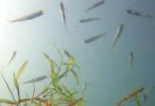 The World’s Lakes Are Losing Oxygen