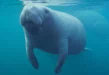 Florida’s Manatees Are Dying