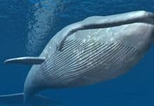 Nuclear Bomb-Detecting Microphones Find New Group of Pygmy Blue Whales