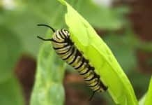 Climate Change Is Killing Monarch Populations