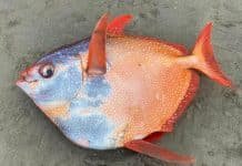 Unusual Find on Oregon Beach