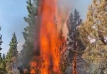 Wildfires in West Affect Air Quality Thousands of Miles Away