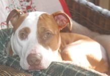 Pres. Signs Bill To Allow Veterans With Mental Health Condition to Receive Service Dogs