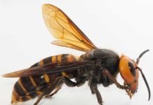 First 2021 Asian Hornet Found in Washington State