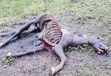 Faked Study Weaponized Horse Dewormer Ivermectin as Quack COVID Treatment