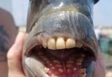 Fish With Human Teeth? Looks More Like A Horse