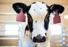 Tennessee won’t incentivize Covid shots — but pays to vax cows